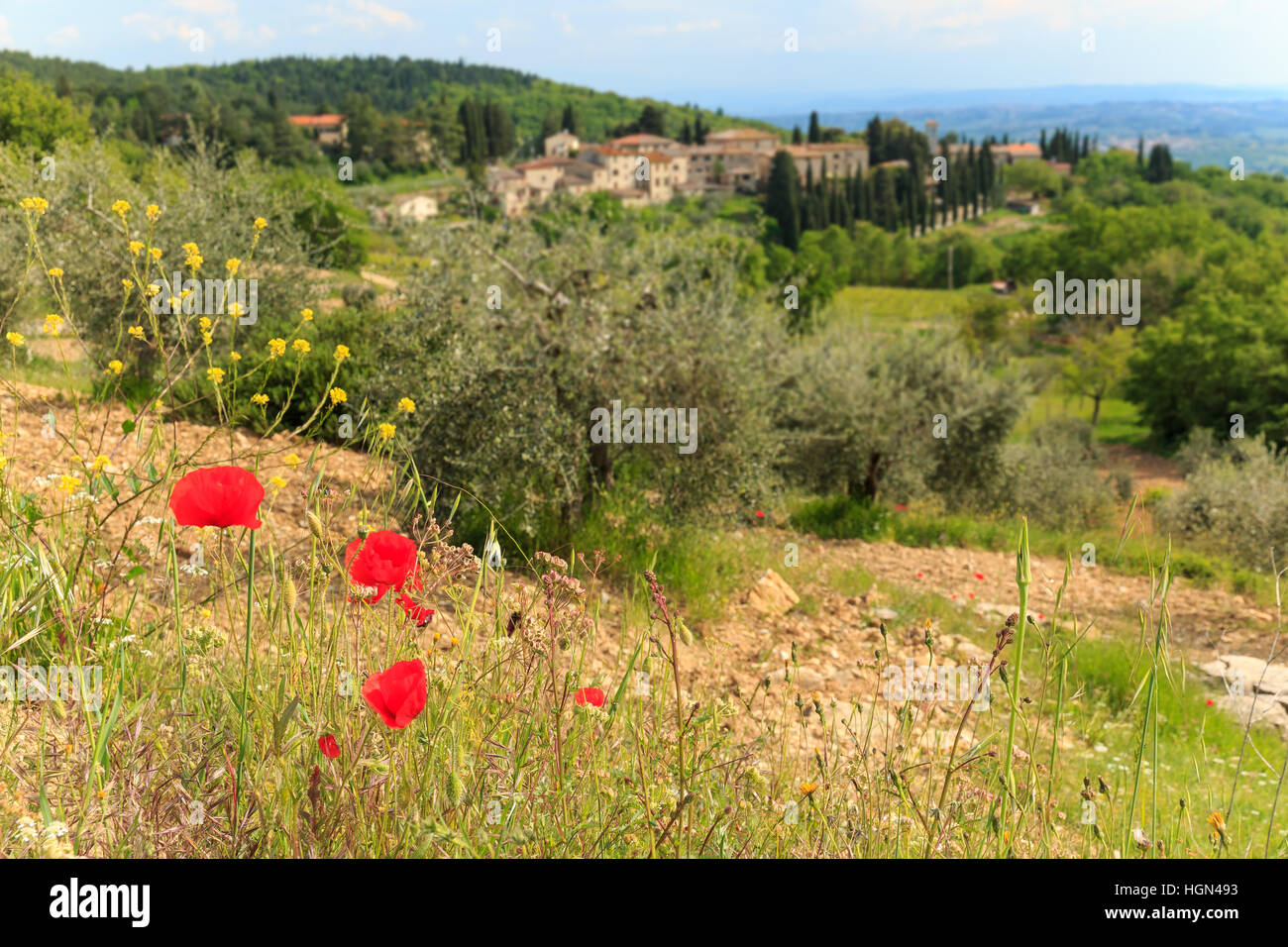 Red poppy flowers in Italian landscape in Tuscany focussed on the front Stock Photo