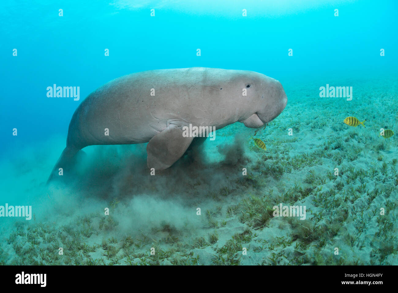 Dugong dugon - a medium-sized marine mammal of the order Sirenia is feeding in the shallow sea grass area in the Red Sea. Stock Photo