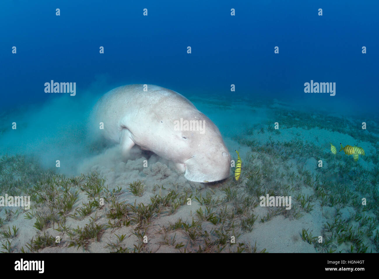 Dugong dugon - a medium-sized marine mammal of the order Sirenia is feeding in the shallow sea grass area in the Red Sea. Stock Photo