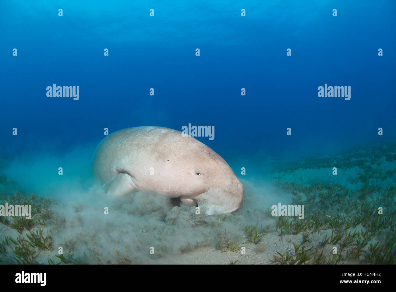 Dugong dugon - a medium-sized marine mammal of the order Sirenia is feeding in the shallow sea grass area in the Red Sea. Stock Photo