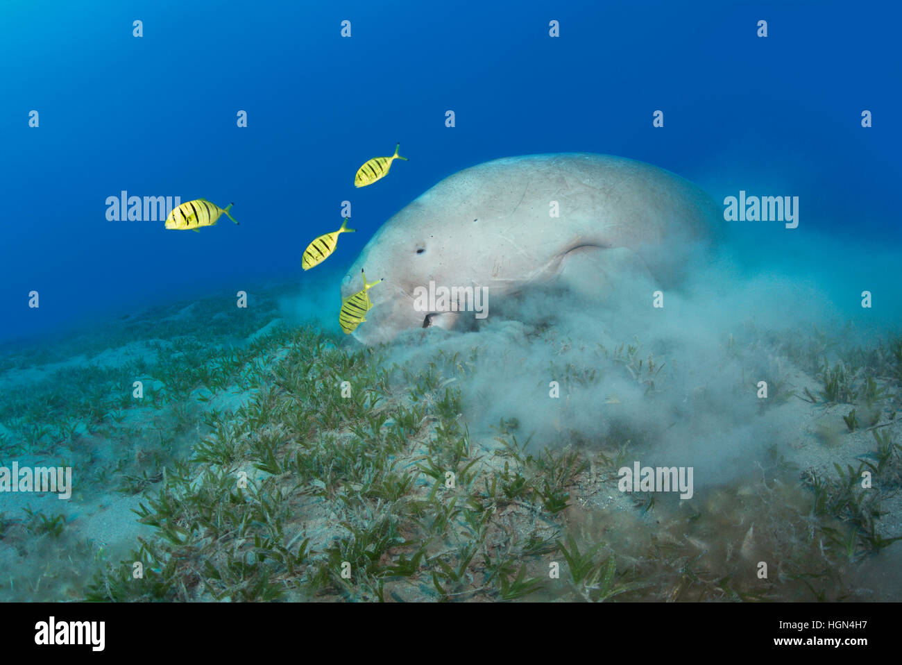 Dugong dugon - a medium-sized marine mammal of the order Sirenia is feeding in the shallow sea grass area in the Red Sea. Stock Photo