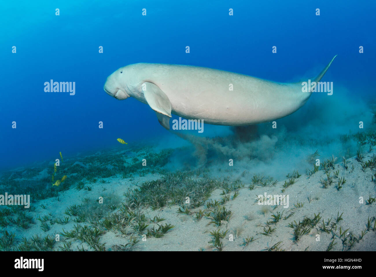 Dugong dugon - a medium-sized marine mammal of the order Sirenia is swimming above the shallow sea grass area in the Red Sea. Stock Photo