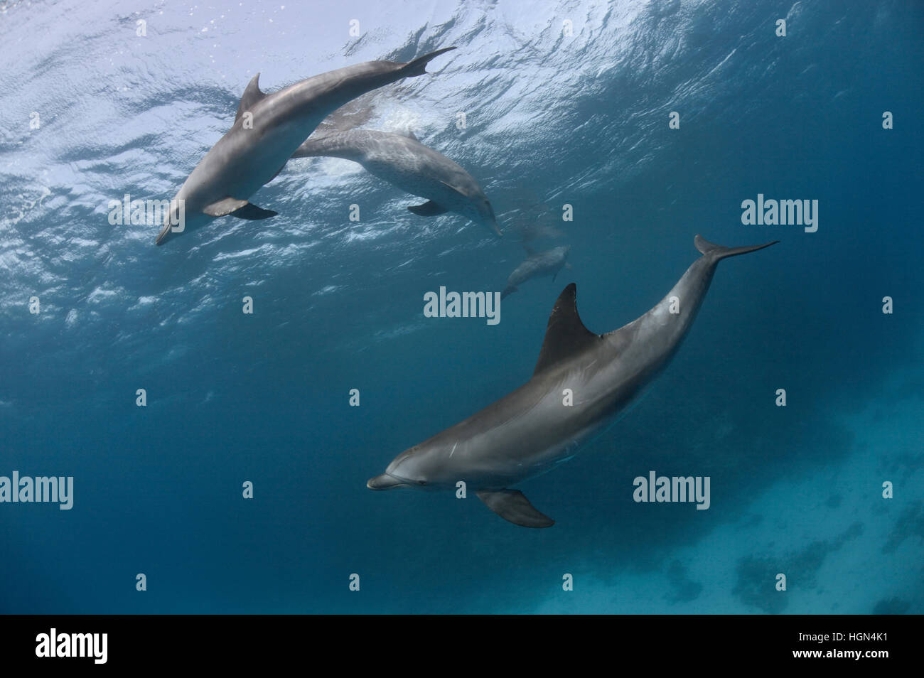 A group of wild Indo-Pacific bottlenose dolphins (Tursiops aduncus) is playing in front of the camera underwater Stock Photo