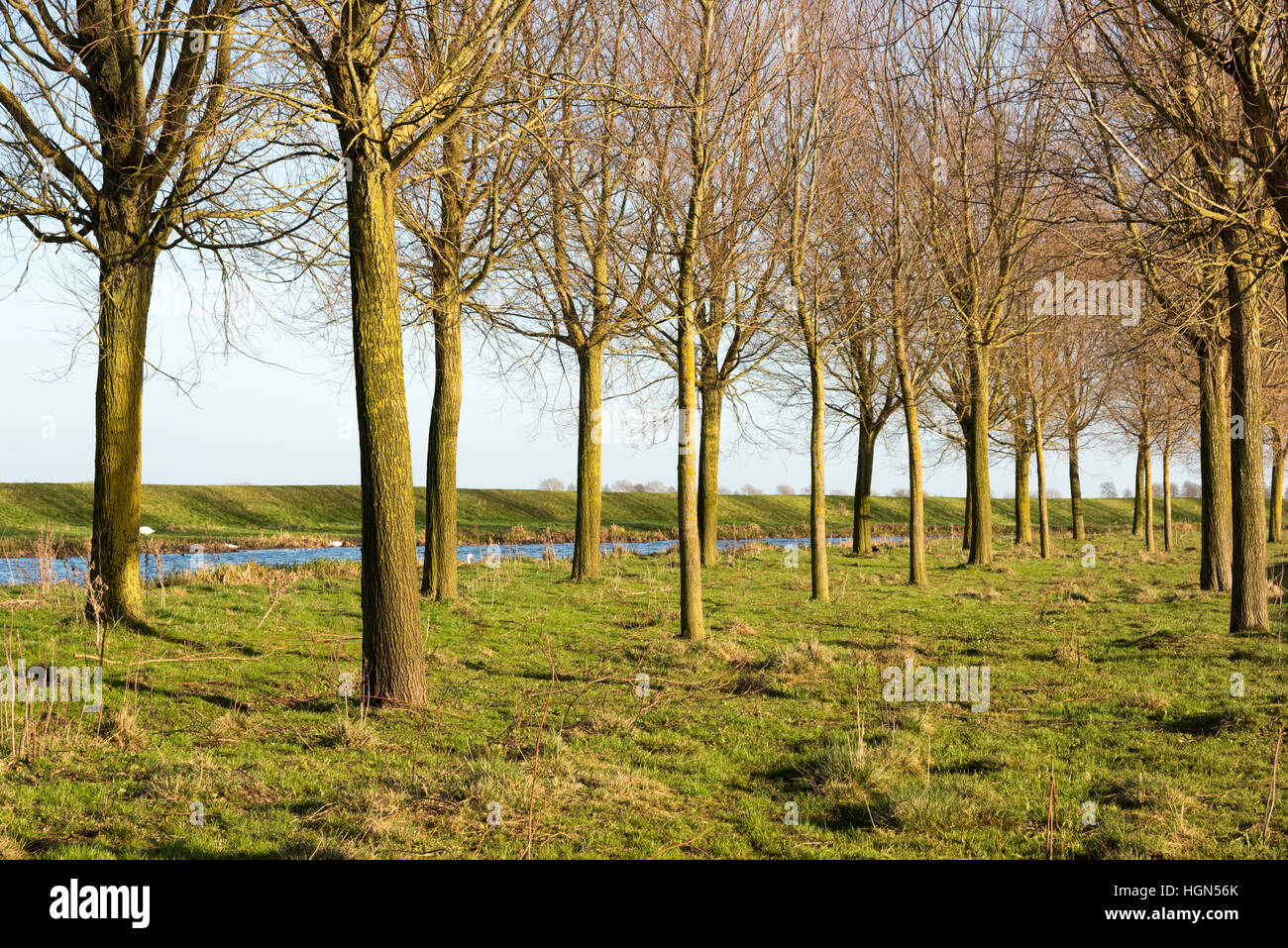 Willow trees grown to make cricket bats growing at the side of the Old West  River Cambridgeshire UK Stock Photo - Alamy