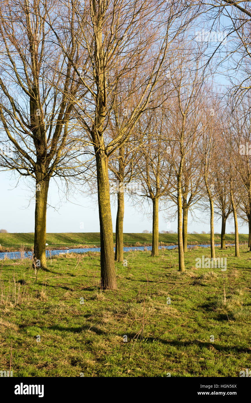 Cricket bat willow hires stock photography and images Alamy