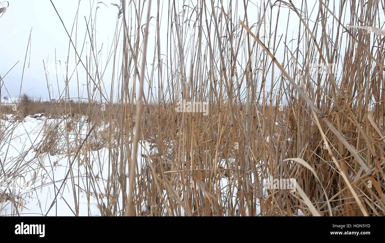 Marsh spike rush hi-res stock photography and images - Alamy