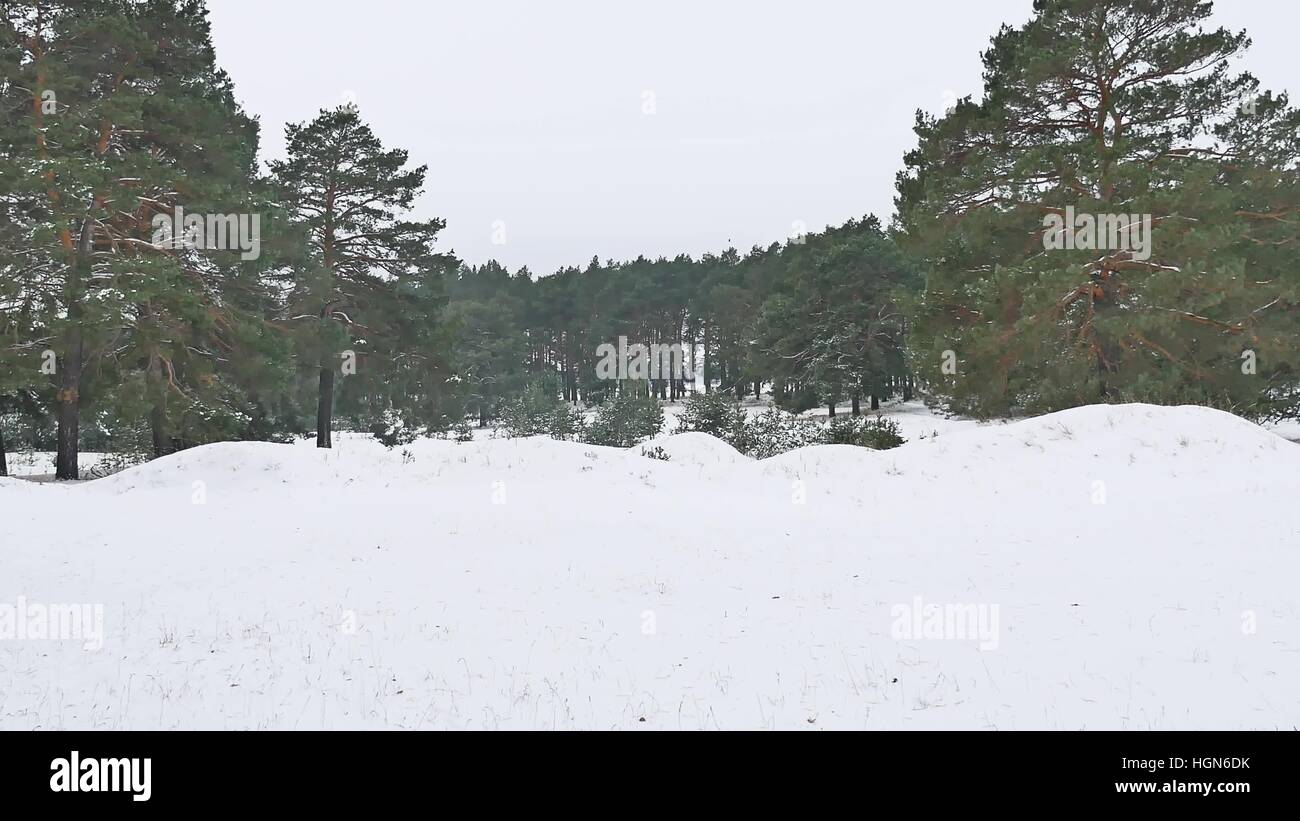trees forest christmas tree, snow frost cold the winter nature ...