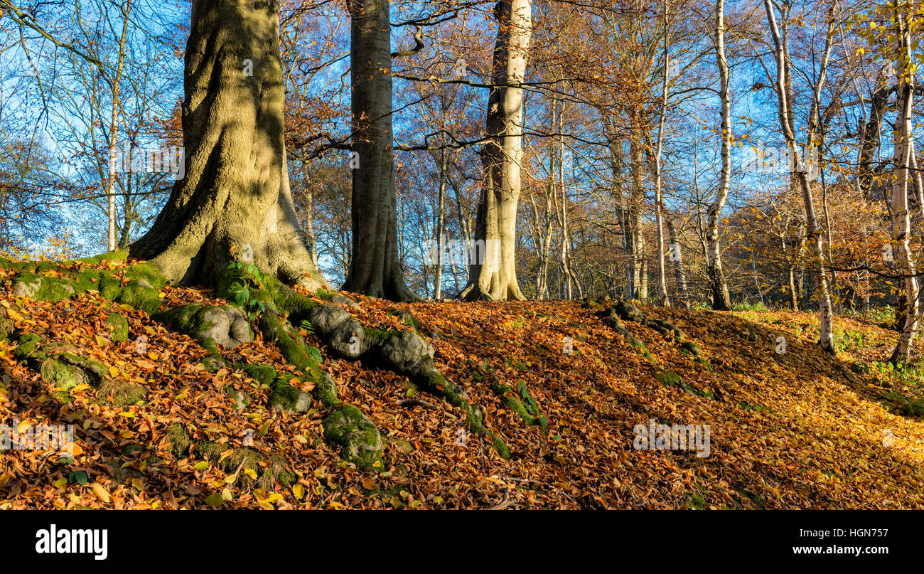 Autumn leaves in Hovingham woods Stock Photo