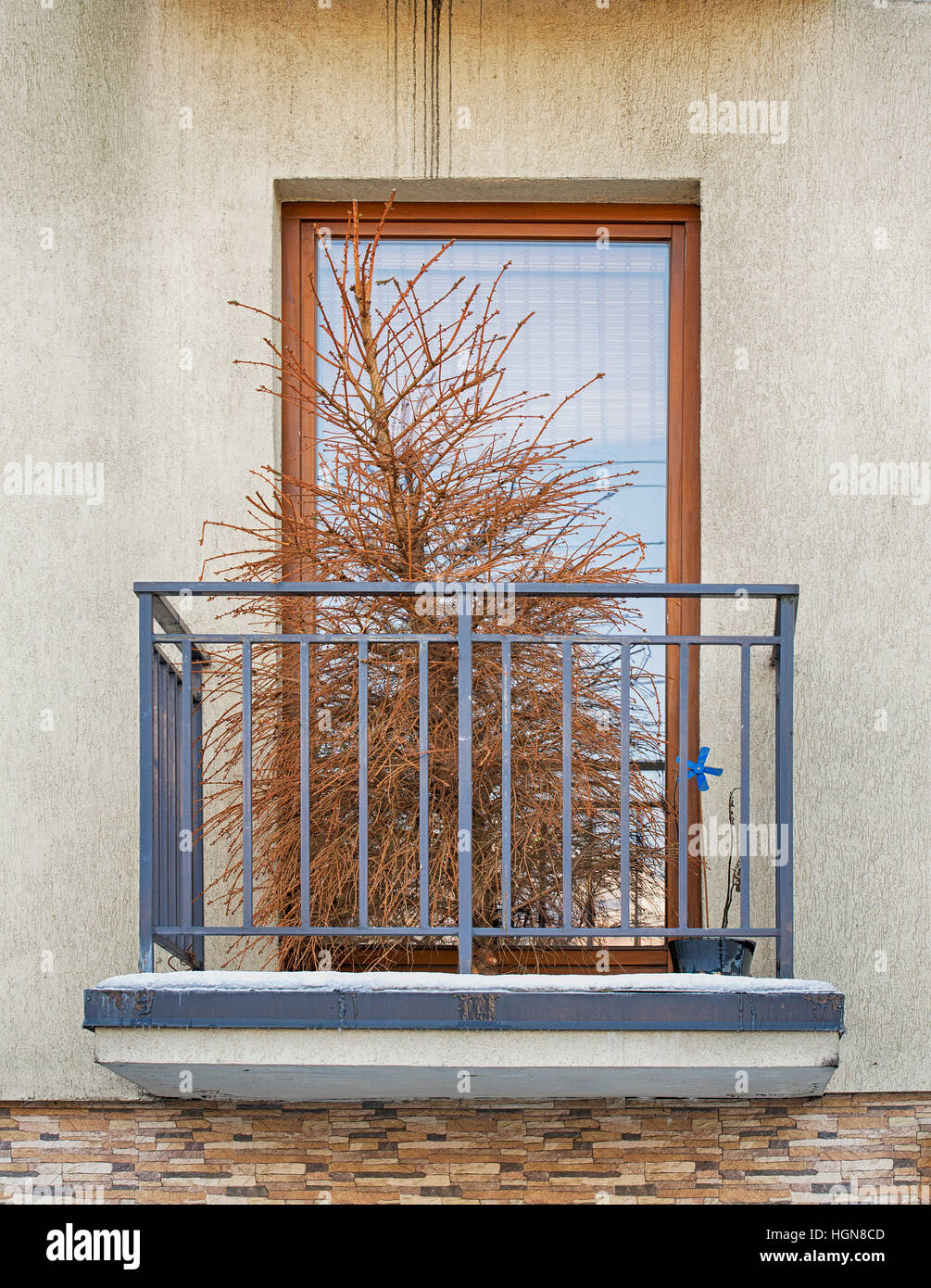 Dead dry christmas tree Stock Photo Alamy