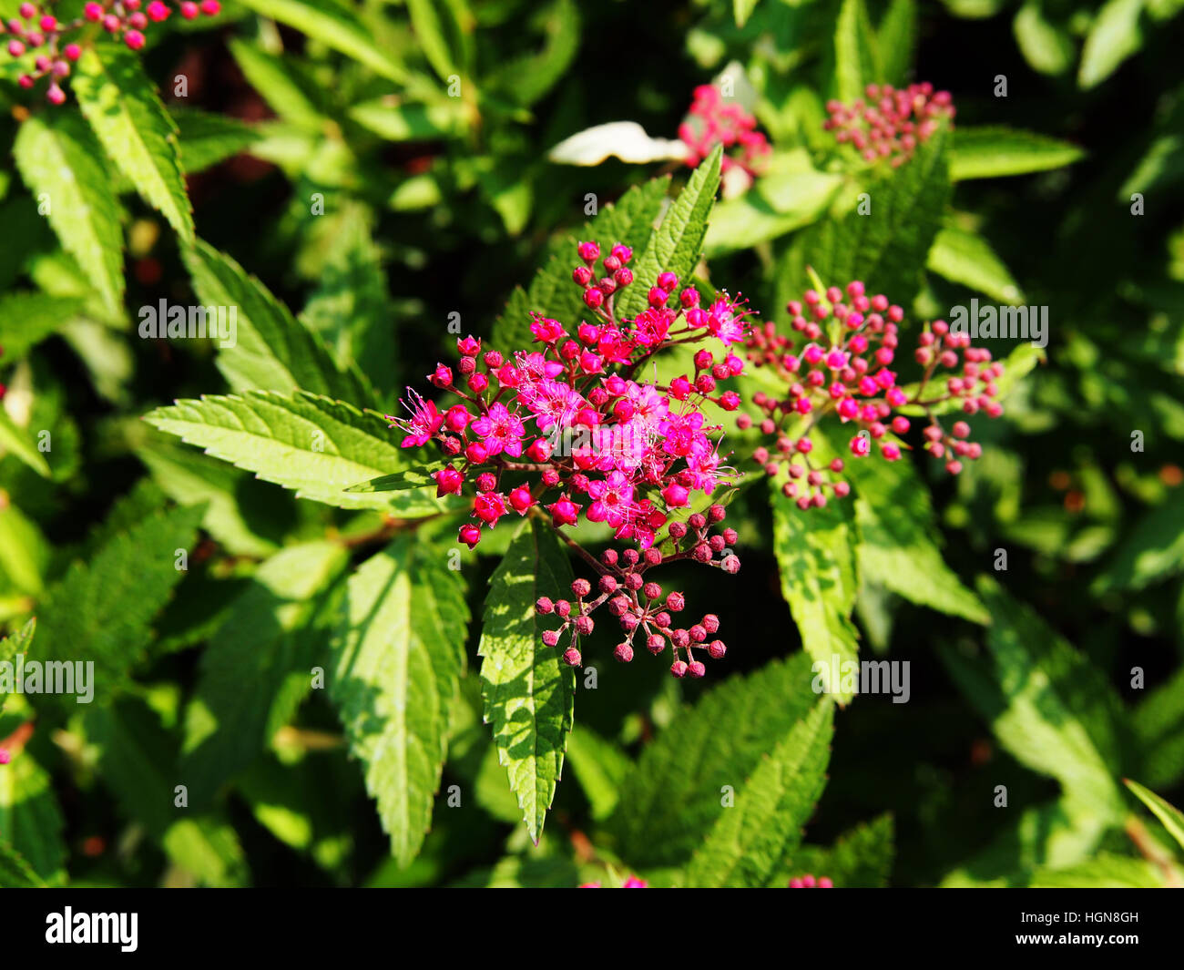 Spiraea Japonica Anthony Waterer Japanese Meadowsweet Japanese Spiraea Stock Photo Alamy