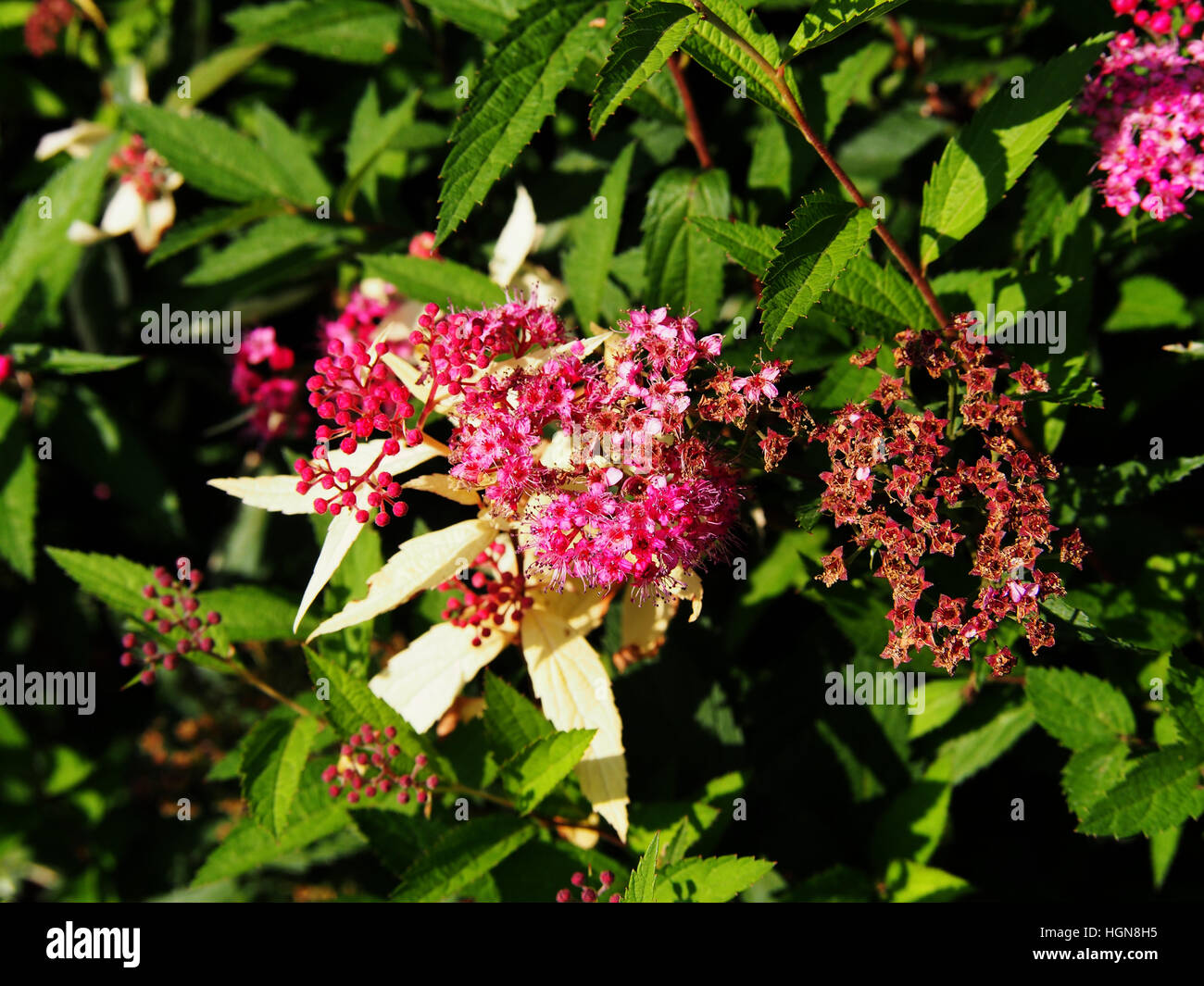 Japanese Spiraea High Resolution Stock Photography And Images Alamy