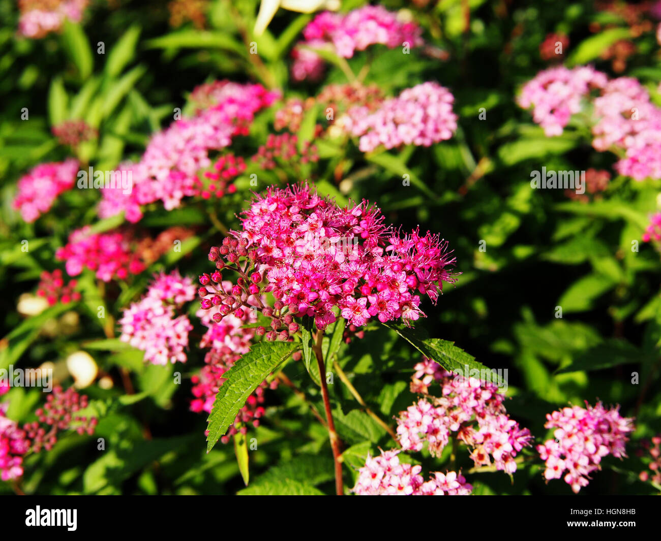 Spiraea Japonica Anthony Waterer Japanese Meadowsweet Japanese Spiraea Stock Photo Alamy