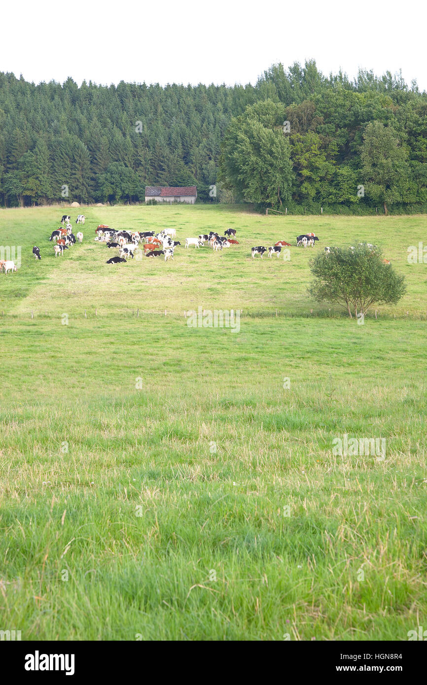 Green meadow with cows Stock Photo - Alamy