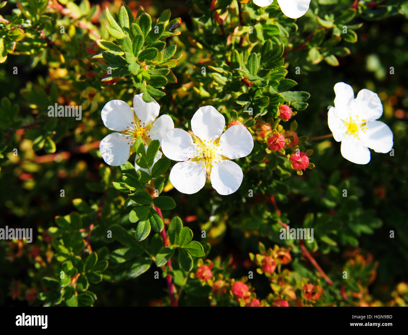 Dasiphora fruticosa syn Potentilla fruticosa 'Abbotswood' - shrubby ...