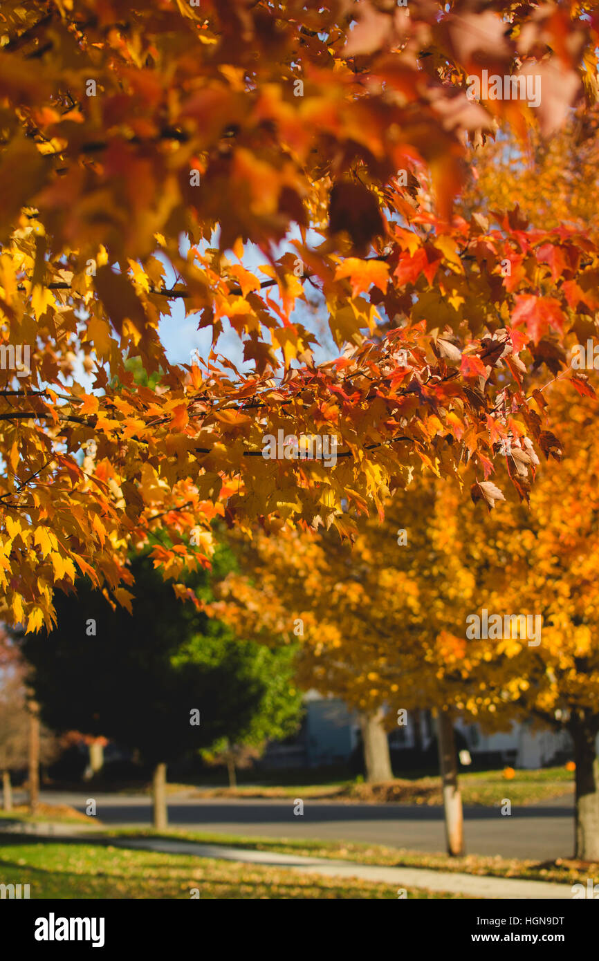 Orange and yellow leaves on trees during autumn Stock Photo - Alamy
