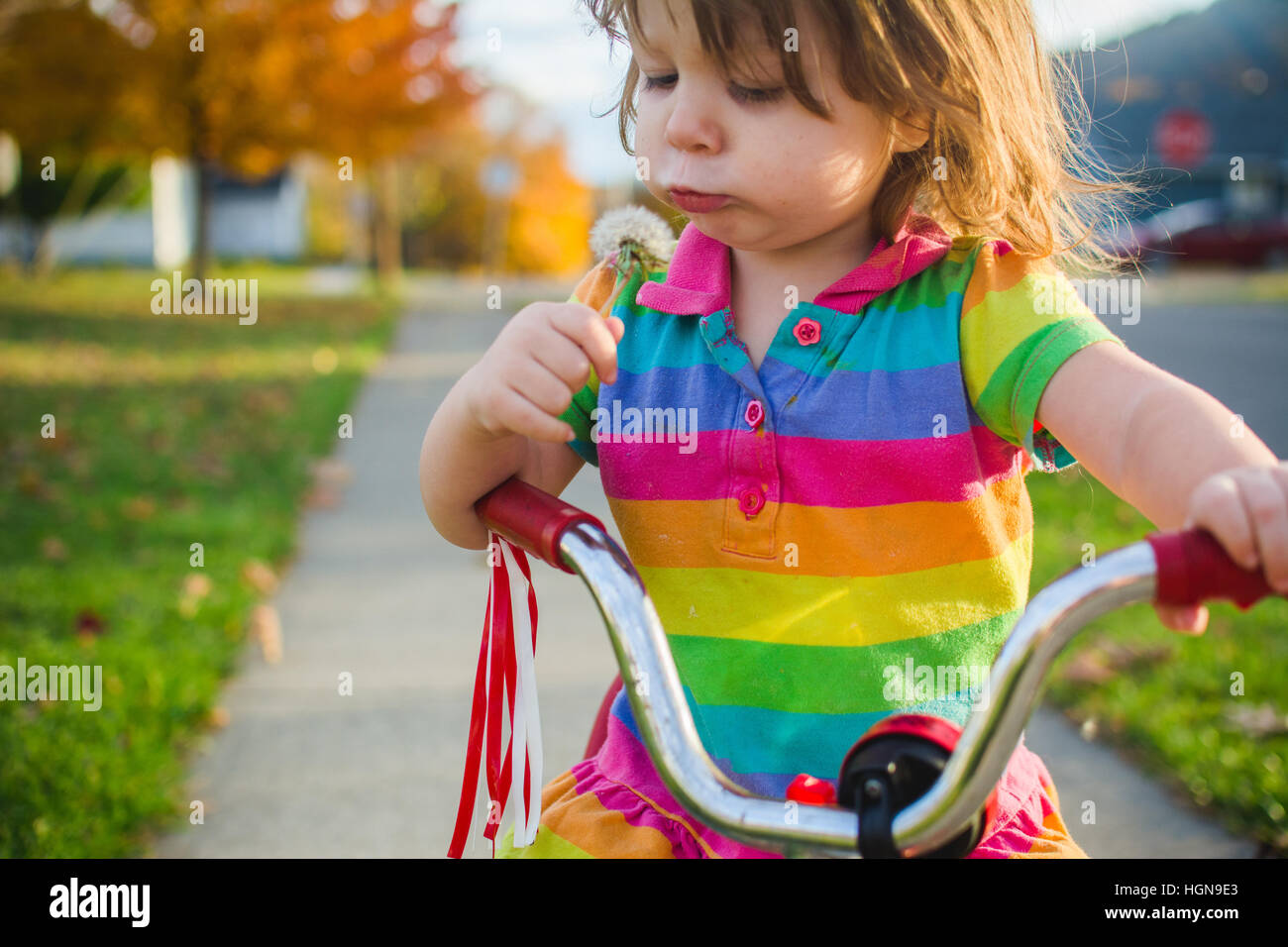 A young girl holds a dandelion while sitting on a tricycle. Stock Photo