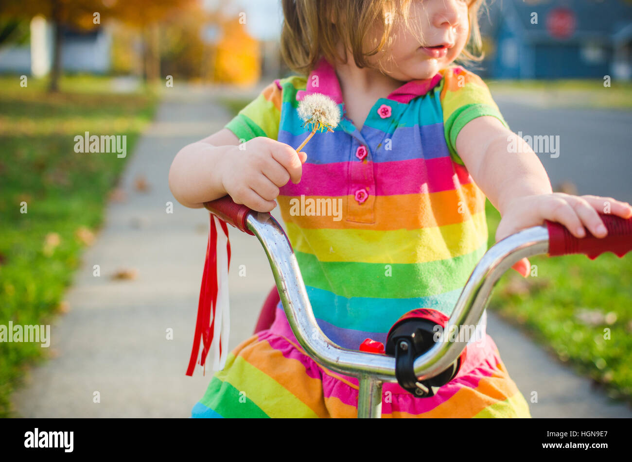 A young girl holds a dandelion while sitting on a tricycle. Stock Photo