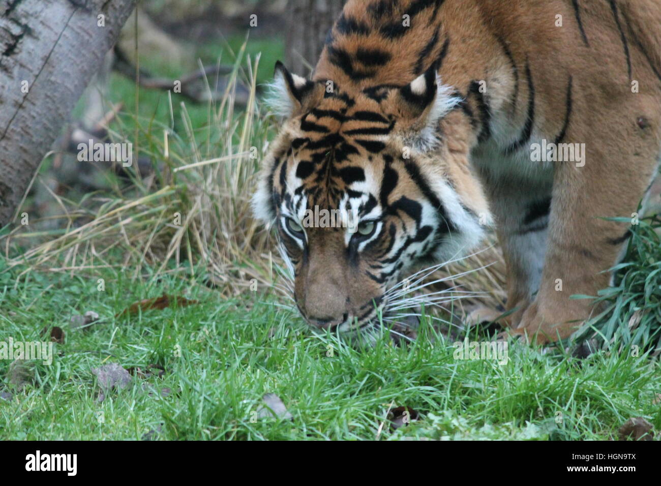 Size in the bengal tiger (Panthera tigris tigris) by TheModes on