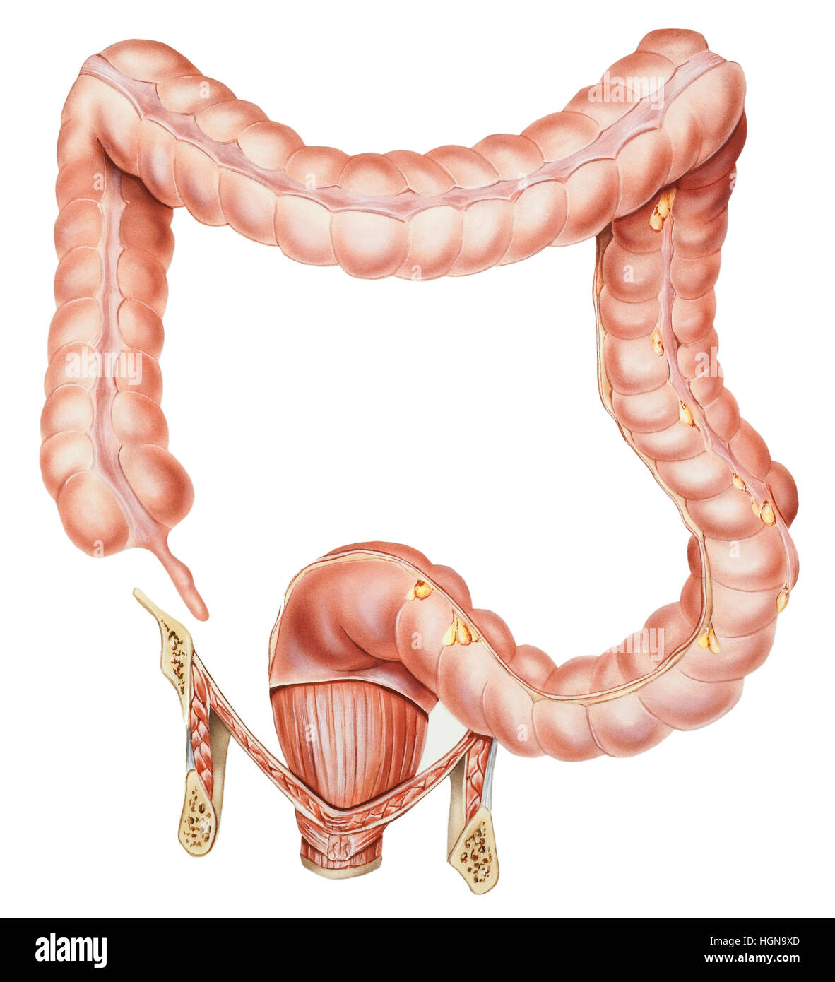 Normal human anatomy of an appendix, colon, and rectum (male or female). Stock Photo