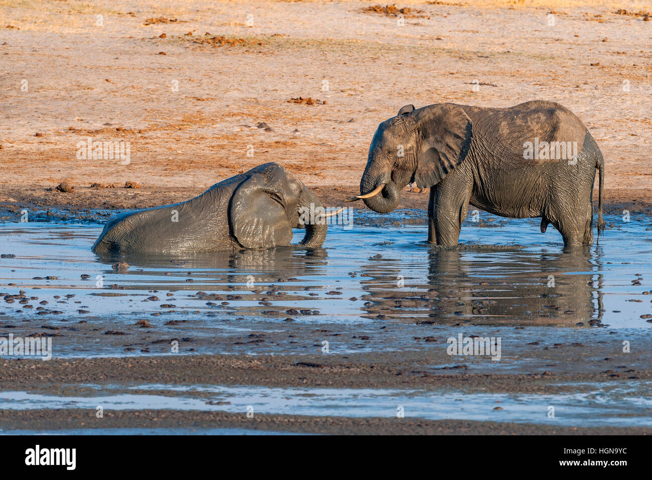 African Elephants swimming swim water hole pan fun Stock Photo
