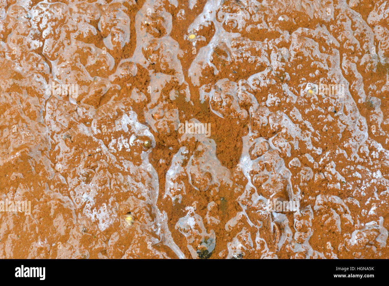 Iron Bacteria/Bog Rust - Leptothrix ochracea Stock Photo