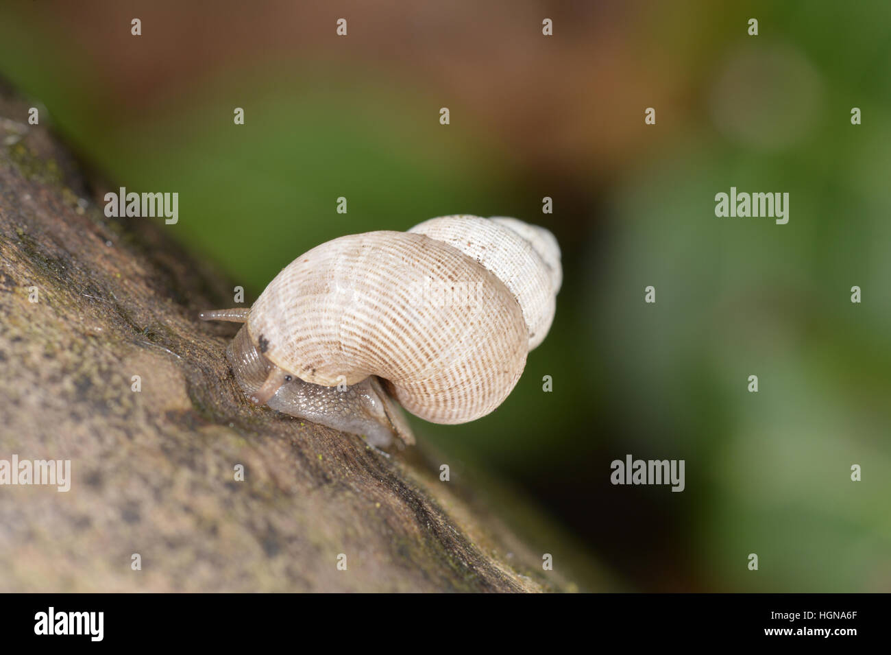 Round-mouthed Snail - Pomatias elegans Stock Photo