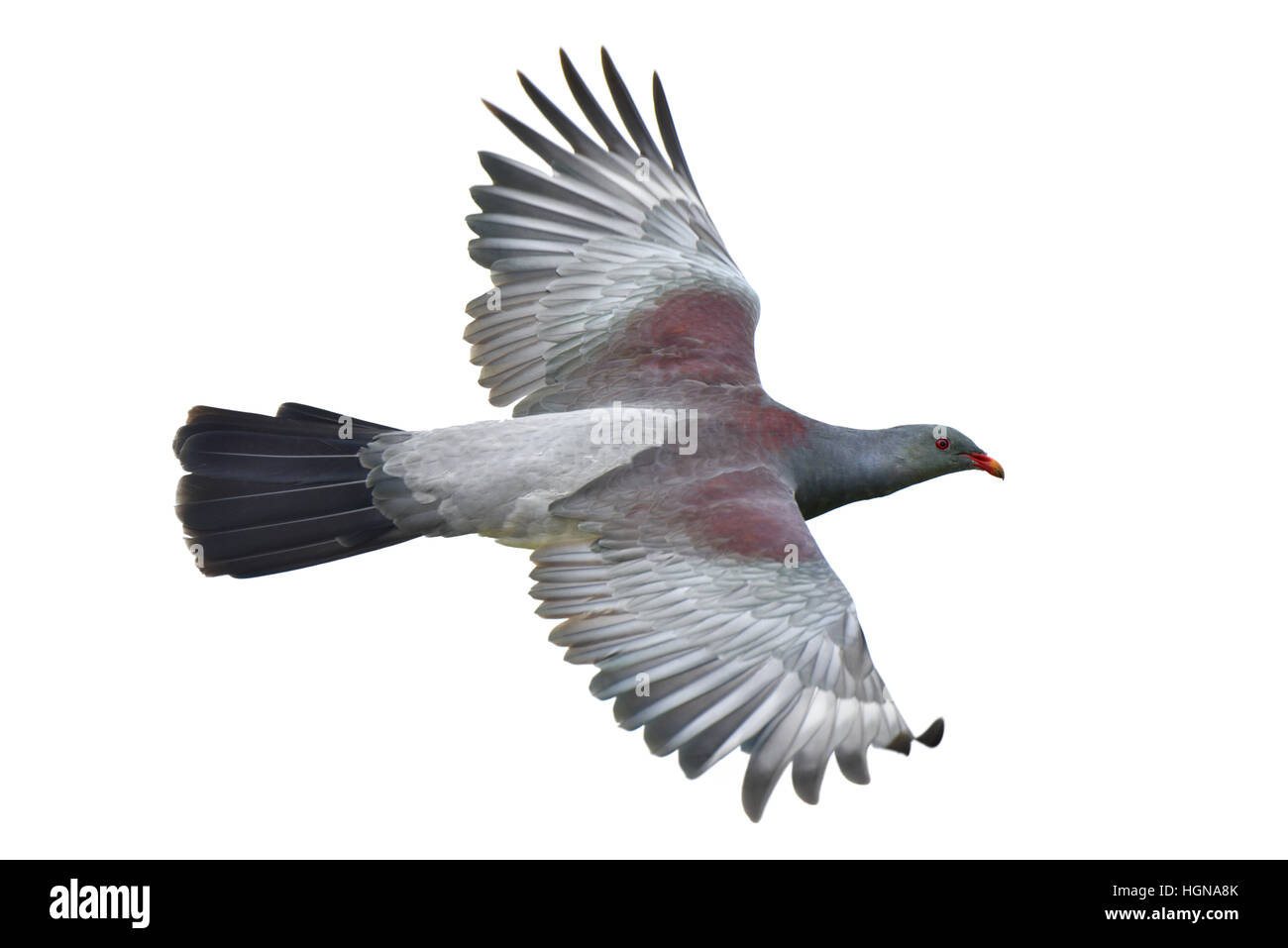 Chatham Islands Pigeon - Hemiphaga chathamensis Stock Photo