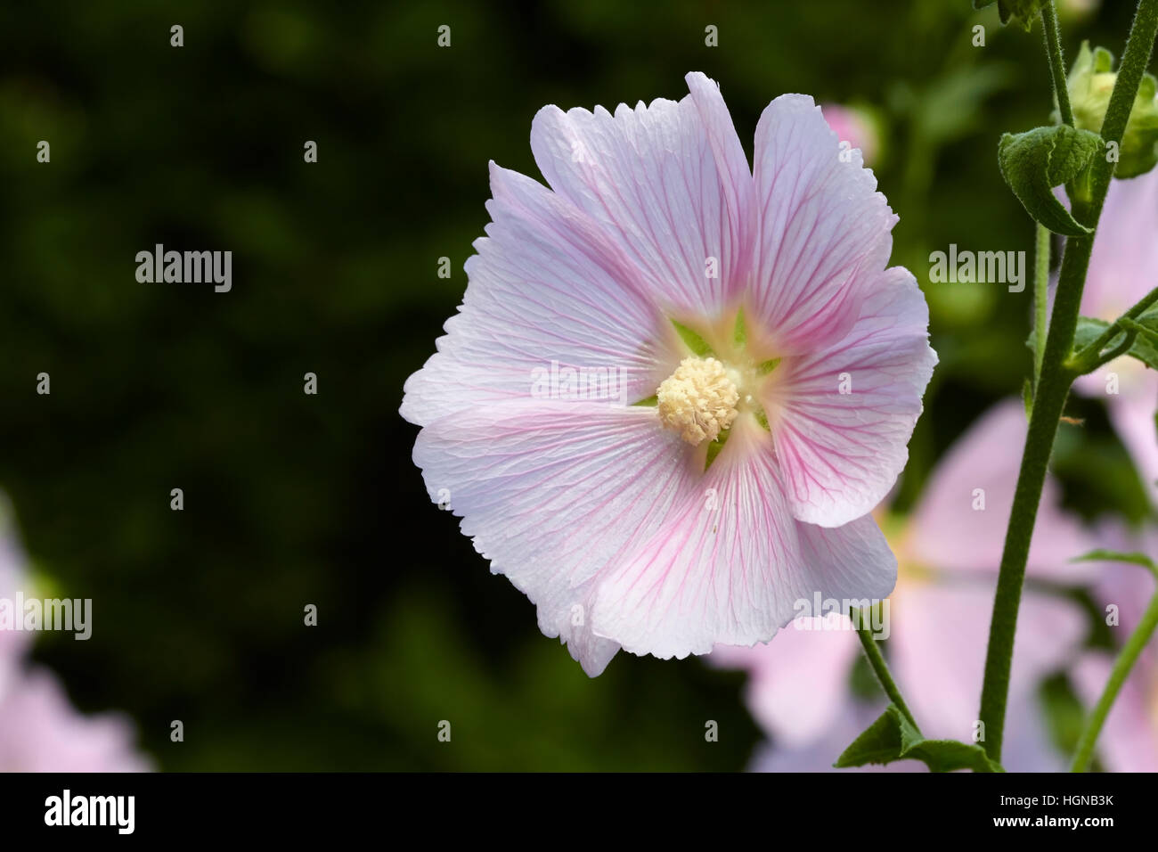 Lavatera thuringiaca flowers Stock Photo
