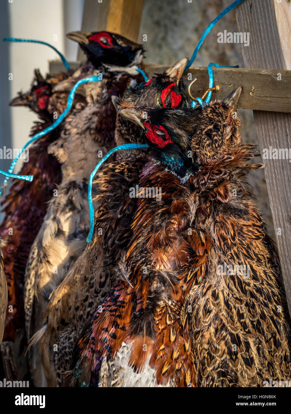 Brace of Pheasant and Partridge hanging outdoors Stock Photo