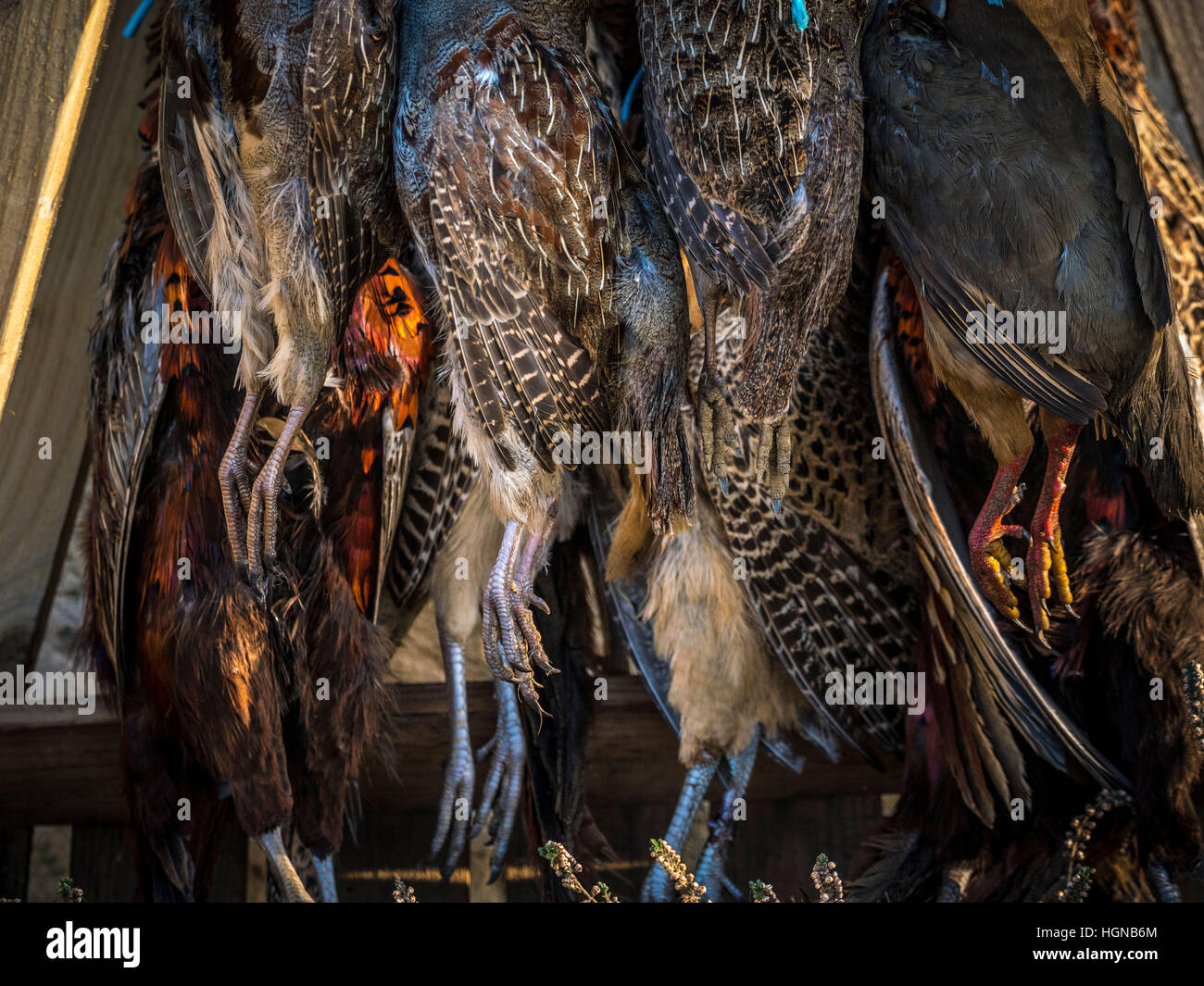 Brace of Pheasant and Partridge hanging outdoors Stock Photo