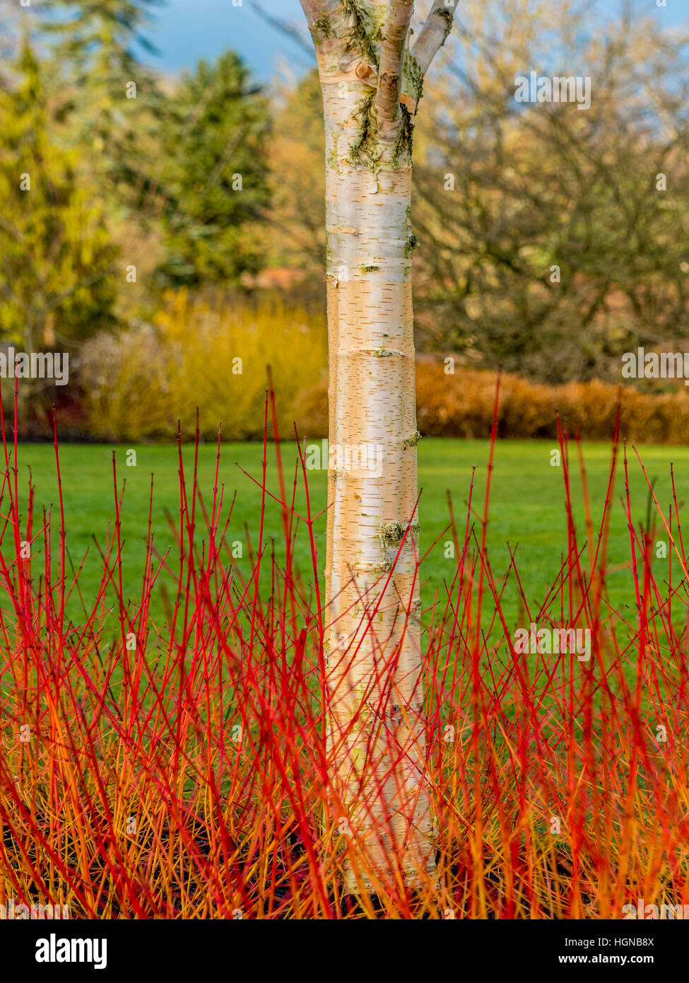 Cornus Sanguinea Midwinter Fire Cornus High Resolution Stock ...