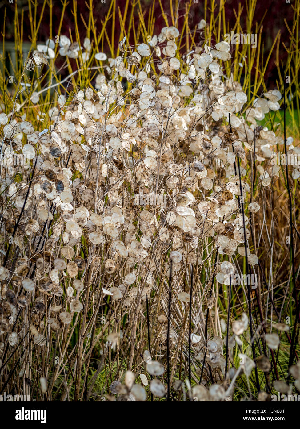 Honesty seed heads and Cornus winter stems in garden Stock Photo