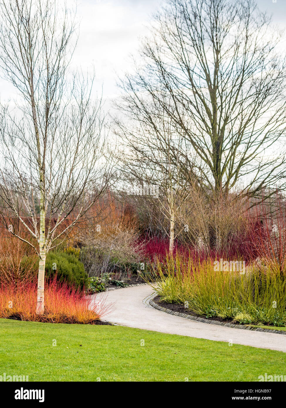 Colourful Cornus winter stems and Silver Birch trees bordering path in garden Stock Photo