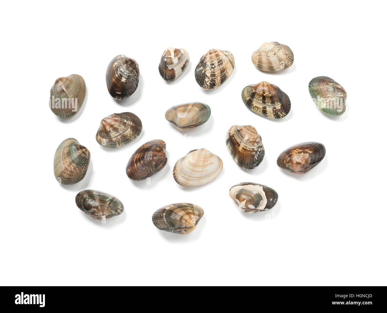 Clams against white background Stock Photo