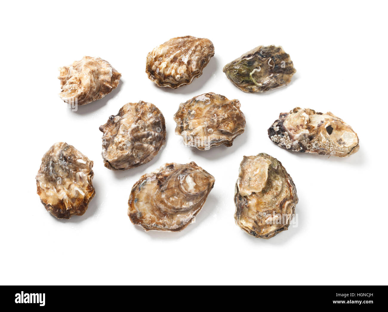 Oysters against white background Stock Photo