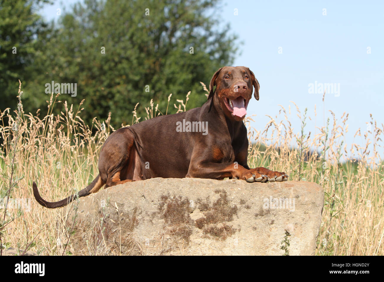 Dog Dobermann / Doberman Pinscher  adult lying in a rock Stock Photo