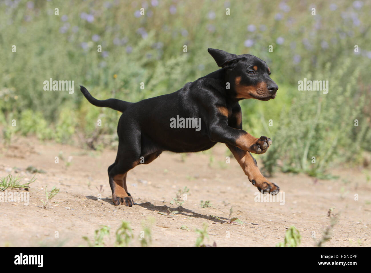 Dog Doberman Pinscher with (natural ears / natural tail) black and tan puppy running Stock Photo