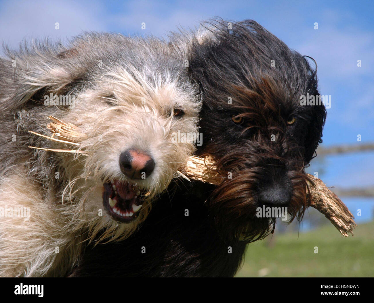 Portrait of two scruffy dogs holding stick together in field with blue sky Stock Photo