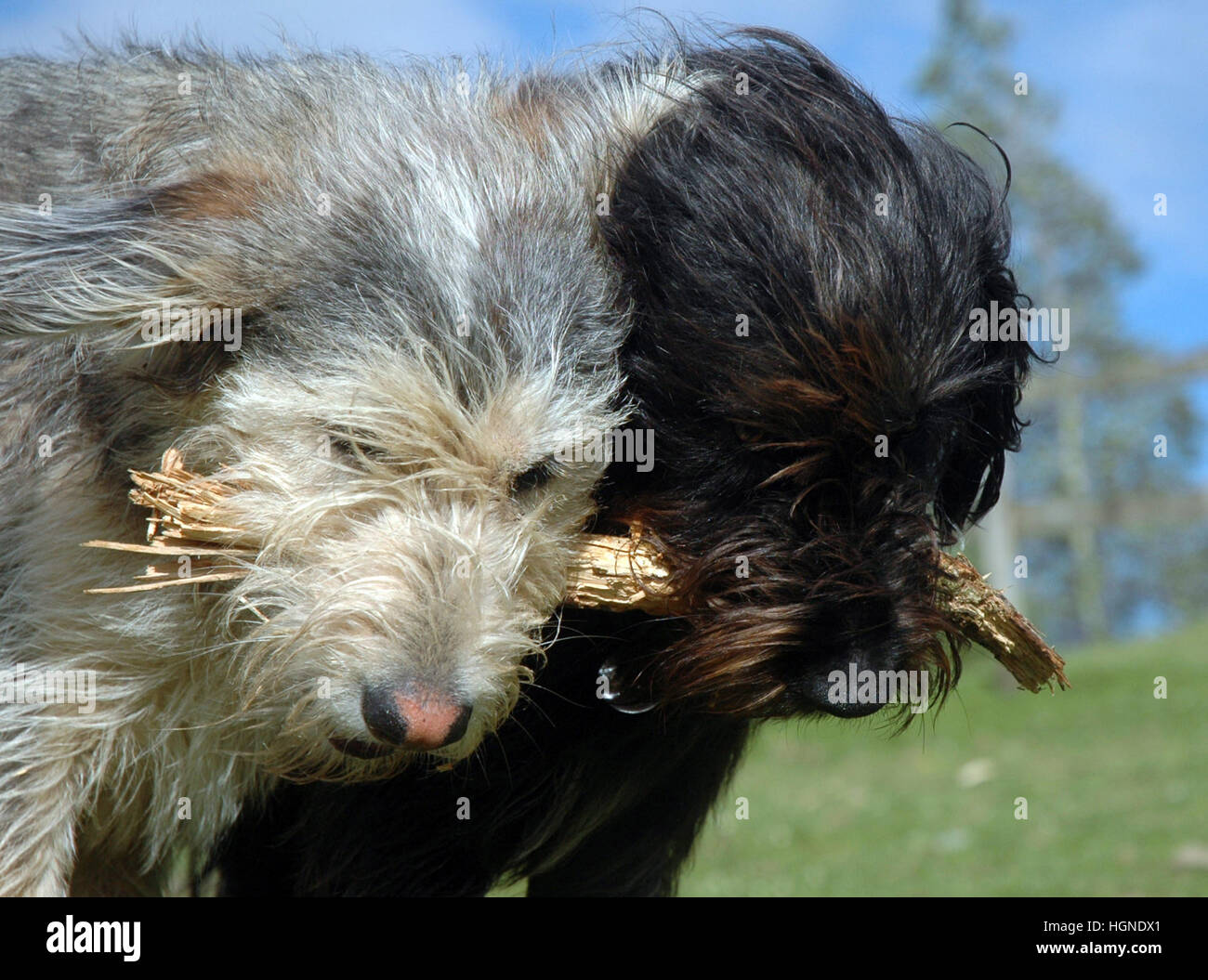 Portrait of two scruffy dogs holding stick together in field with blue sky Stock Photo