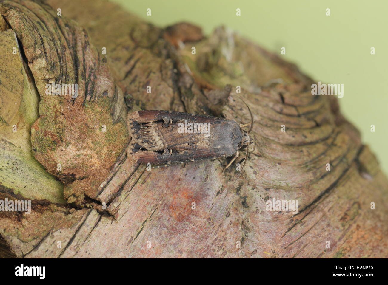 Dark Swordgrass (Agrotis ipsilon), a migrant moth perched on a log, partly camouflaged, in a suburban garden in Norfolk Stock Photo