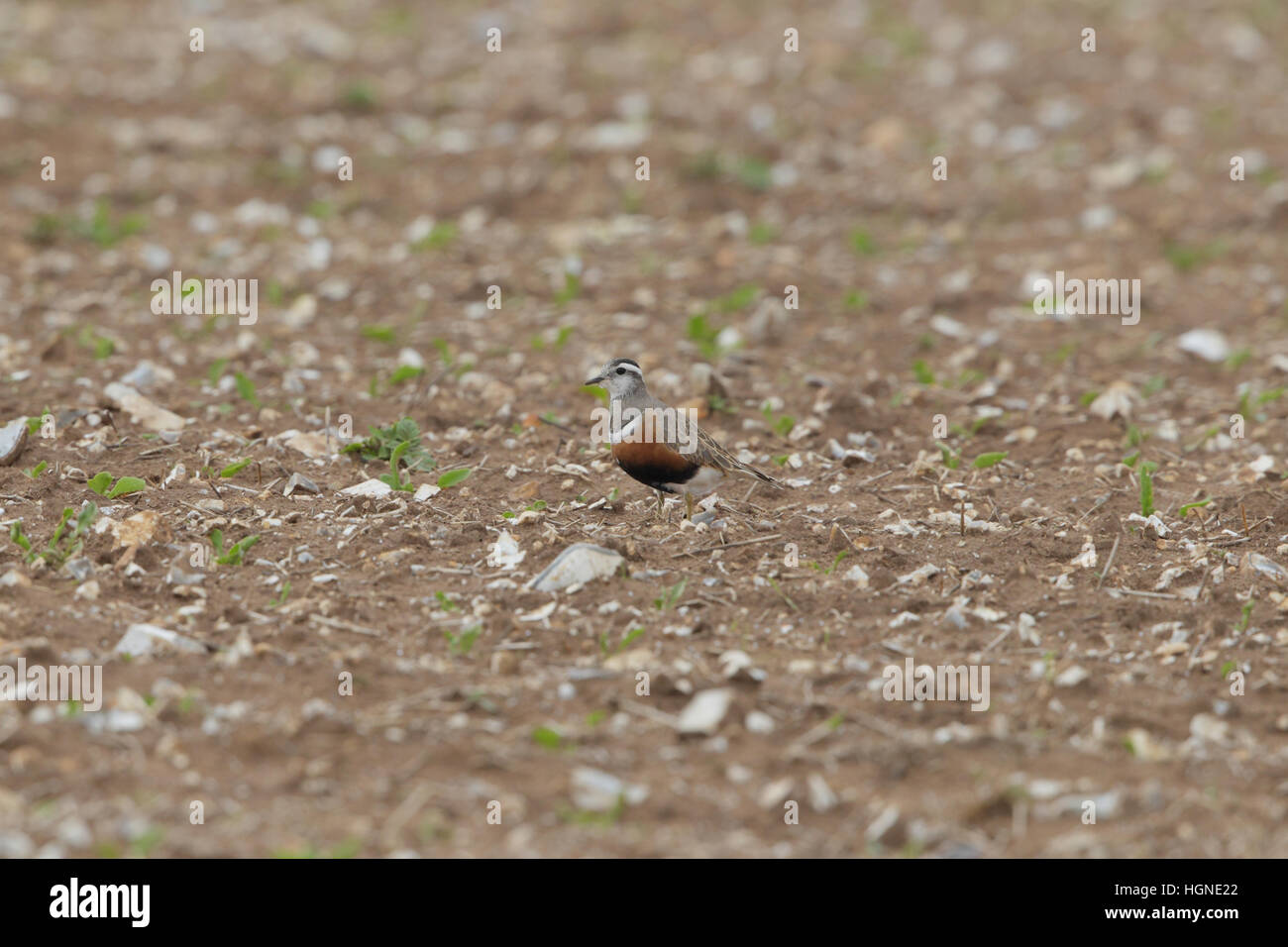 Eurasian Dotterel (Charadrius morinellus), female on spring migration in ploughed arable field with flint, in Norfolk Stock Photo