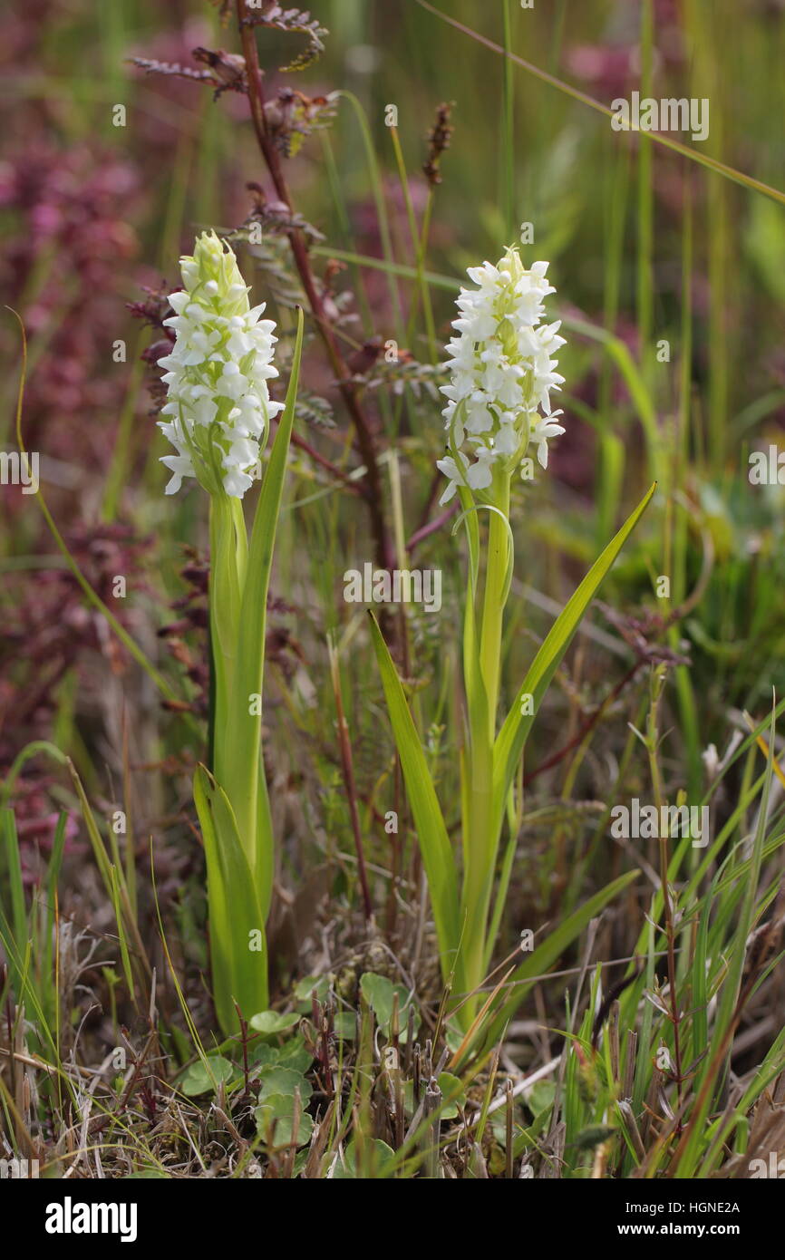 Early Marsh-Orchid (Dactylorhiza incarnata), subspecies pulchella var leucantha, in a marshy grassland in the Norfolk Broads Stock Photo