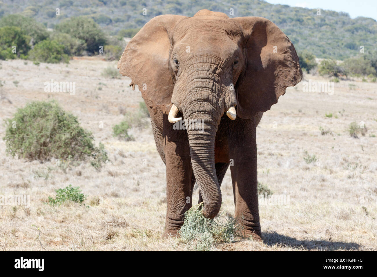 The African Bush Elephant Eating Grass in a field Stock Photo - Alamy