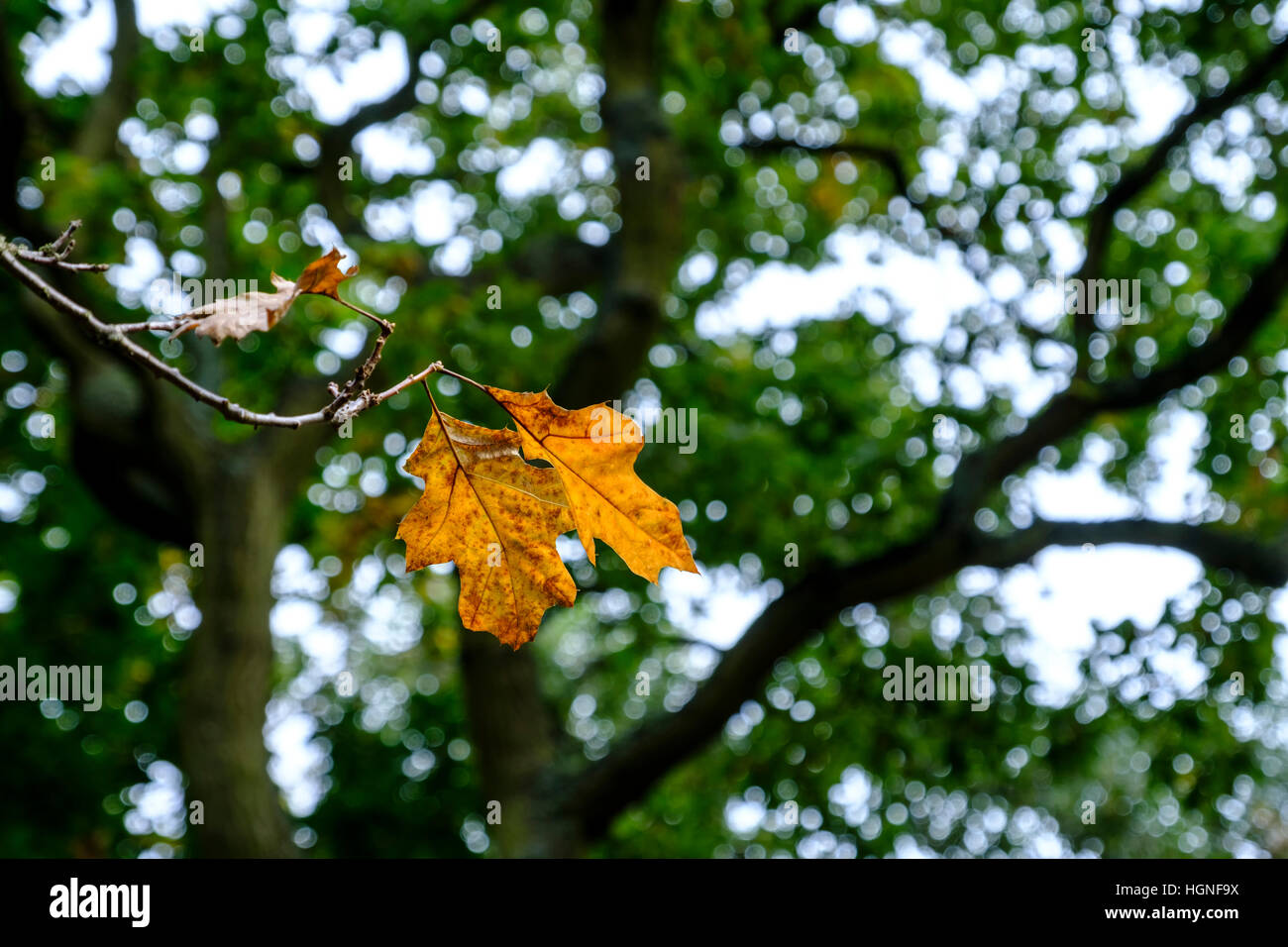 Autumnal woodland scene of two beautiful yellow oak leaves ready to fall from a branch in autumn against bokeh background Stock Photo