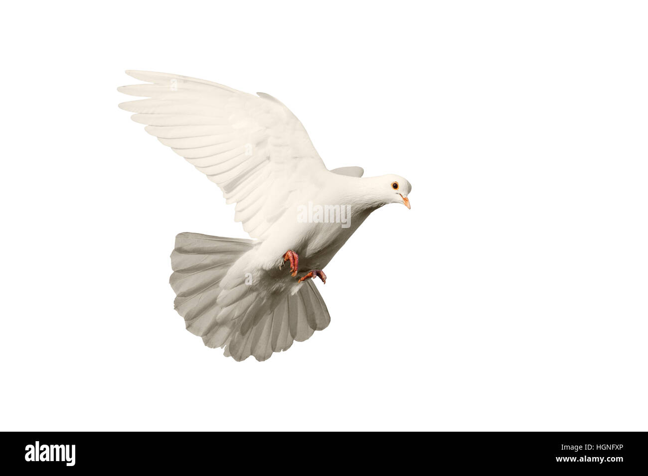 peace dove symbol wallpaper