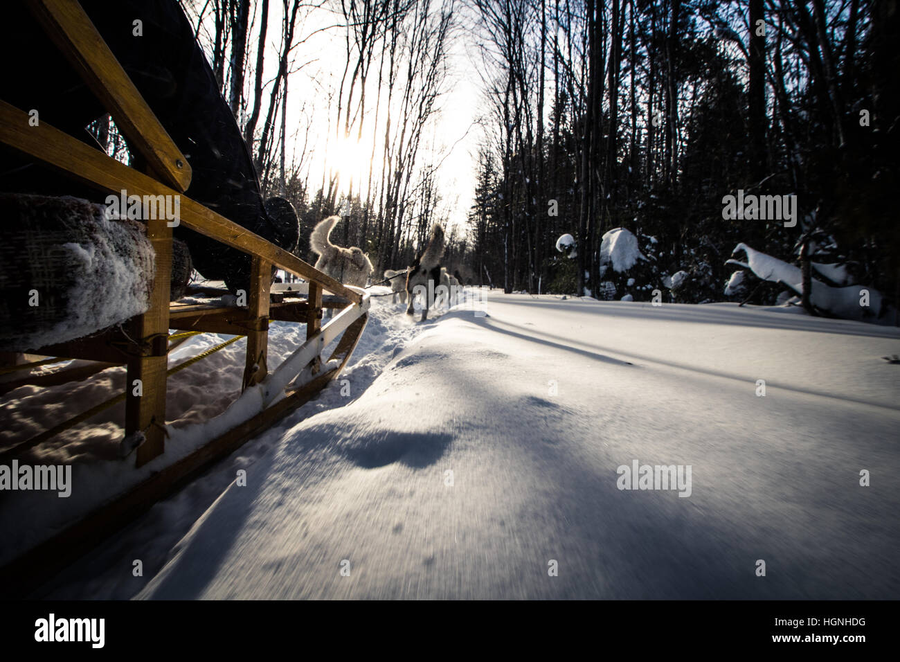 Dog sled action shot hires stock photography and images Alamy