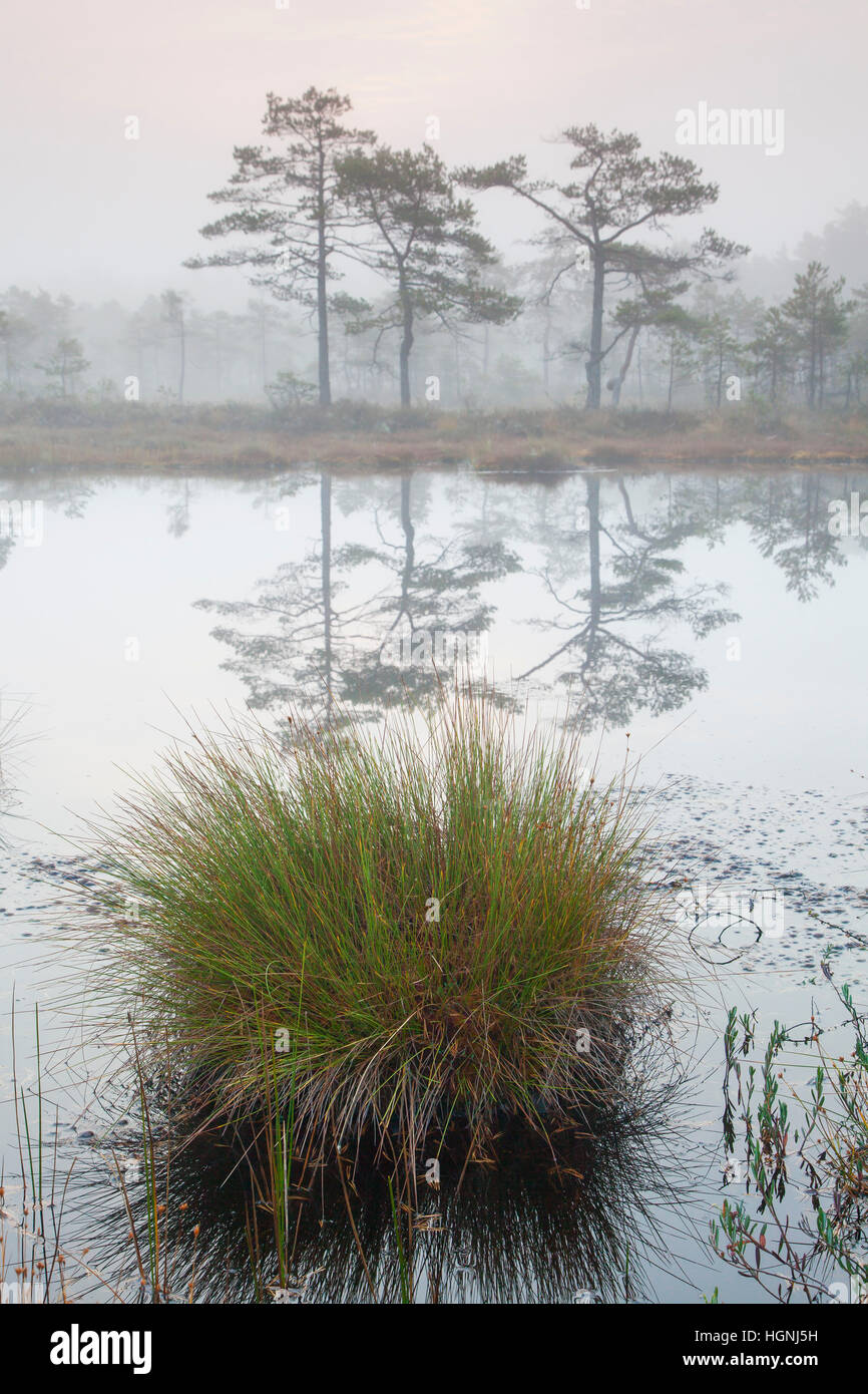 Moor rush (Juncus stygius) in pond in moorland of the Knuthöjdsmossen nature reserve in autumn, Västmanland, Örebro län, Sweden Stock Photo
