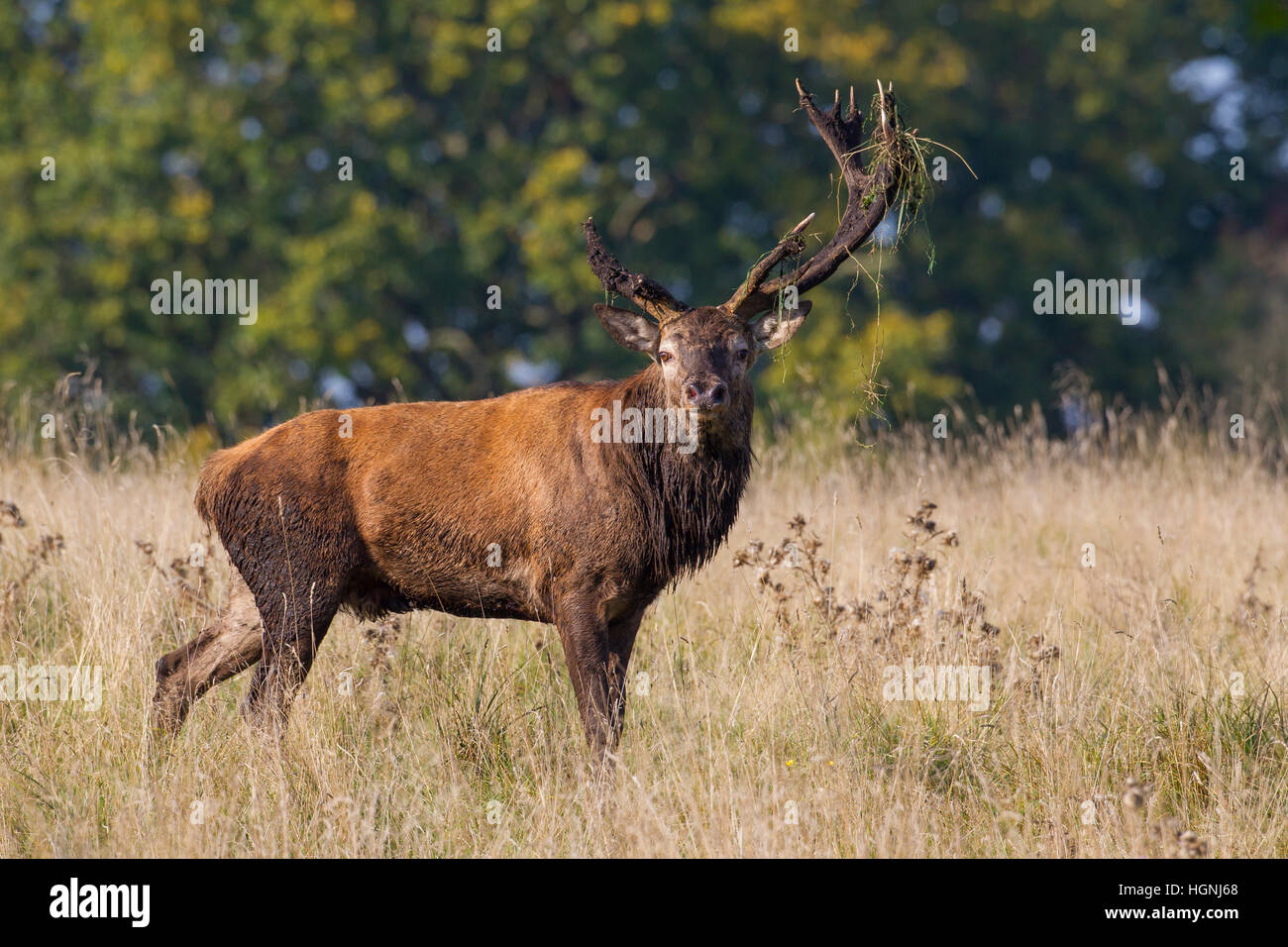 Red deer (Cervus elaphus) stag covered in mud with broken off antler