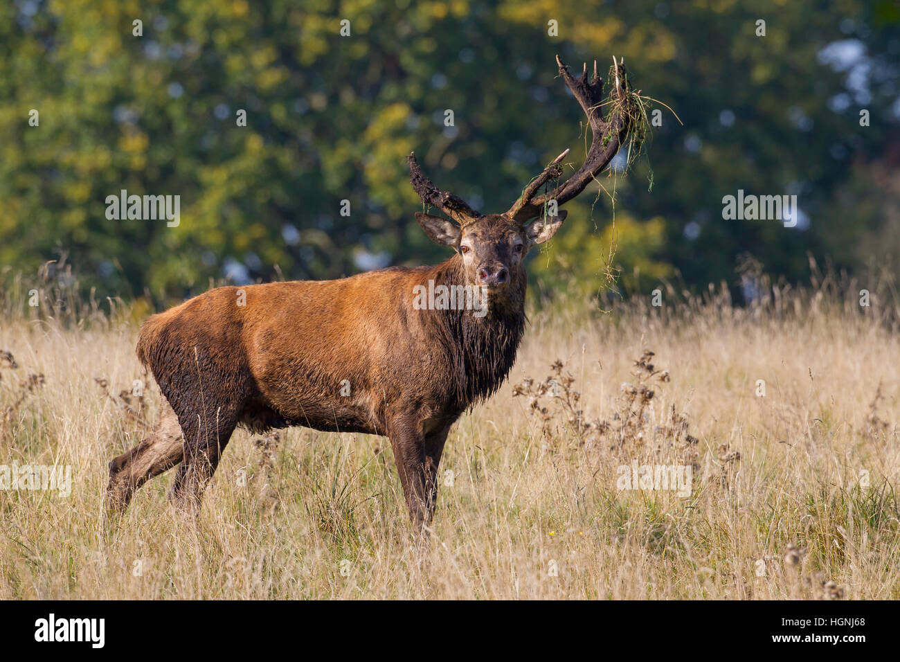 Red deer (Cervus elaphus) stag covered in mud with broken off antler caused by fierce fighting during the rut in autumn Stock Photo