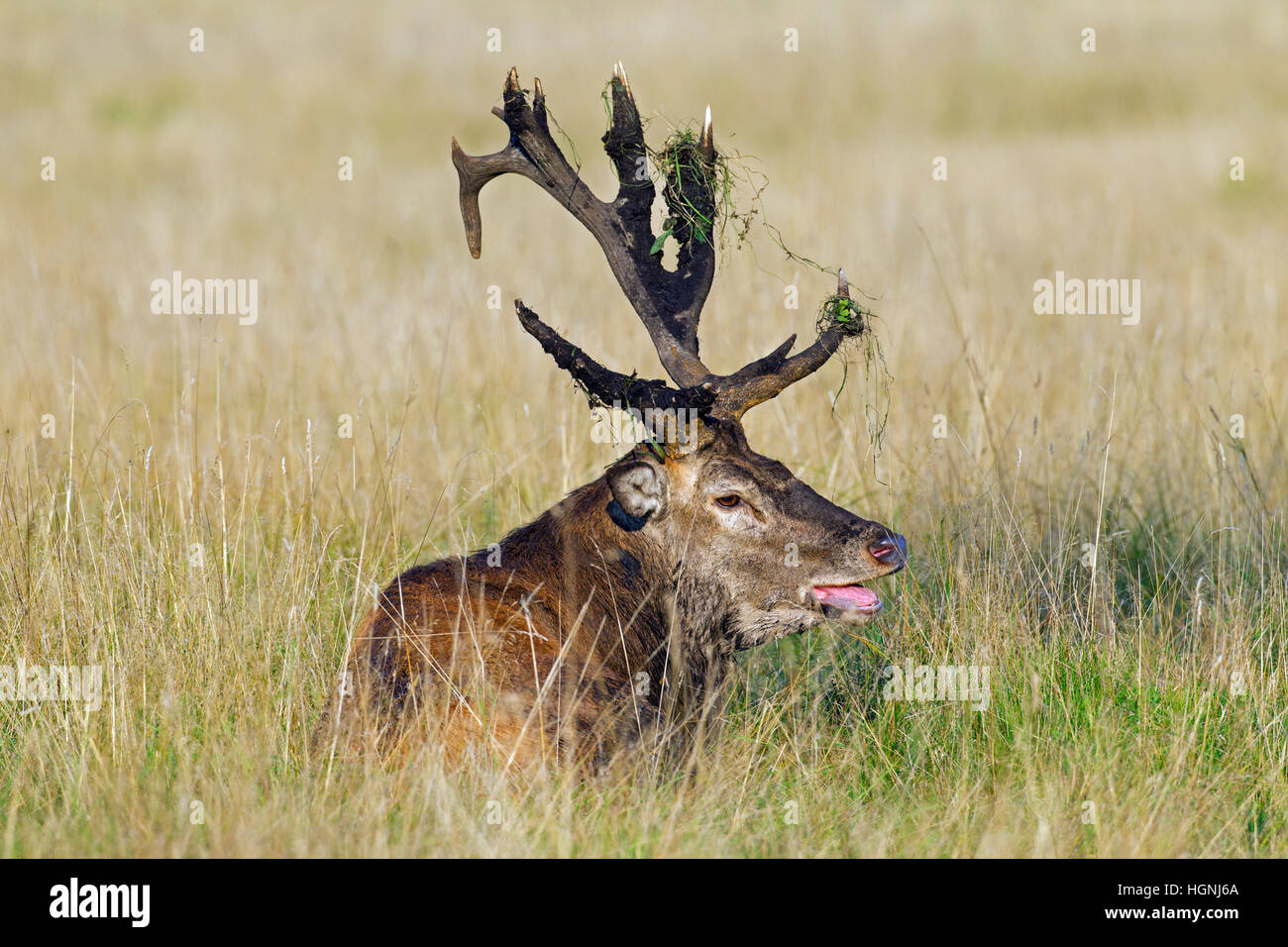 Red deer (Cervus elaphus) stag with broken antlers covered in mud resting in grassland during the rut in autumn Stock Photo